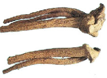 Elecampane Root